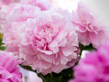 Çiçek açan narin şakayık çiçekleri şenlikli arka plan, pastel ve yumuşak buket çiçekli kart