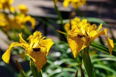 Bahçedeki sarı süsen çiçekleri.