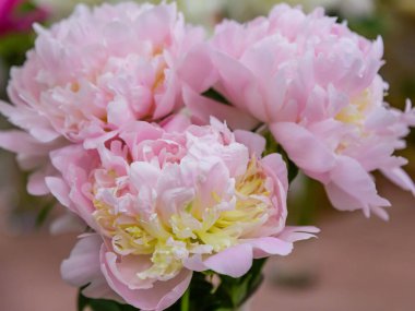 Pembe şakayık çiçeği.