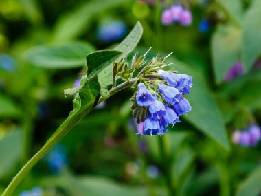 Bahçedeki yaygın kozalak (Symphytum officinale) çiçekleri. Bahçedeki şifalı bitkiler