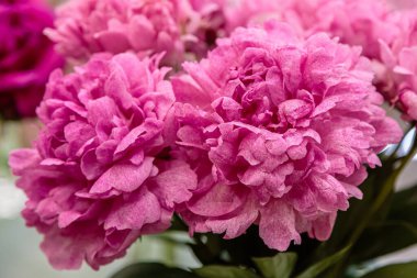 Çiçek açan narin şakayık çiçekleri şenlikli arka plan, pastel ve yumuşak buket çiçekli kart