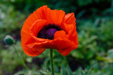 Doğulu gelincik çiçeği. Papaver oryantasyonu bahçedeki muhteşem bir bitkidir.