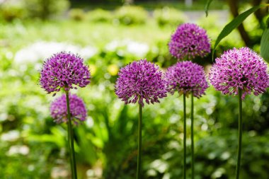 Bahçede güneşli bir günde çiçek açan mor alyan çiçekleri (allium giganteum). Bahçıvanlık konsepti, soğan yetiştirme...