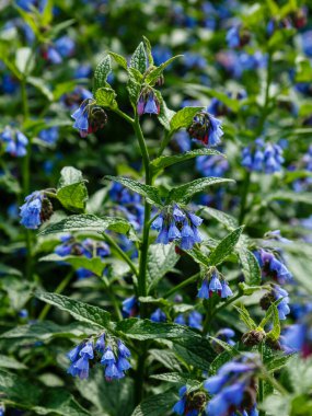 Bahçedeki yaygın kozalak (Symphytum officinale) çiçekleri. Bahçedeki şifalı bitkiler