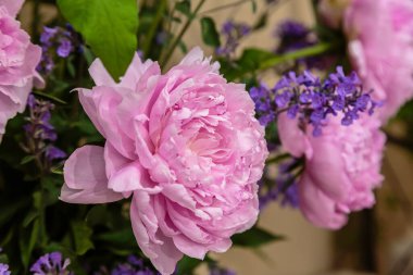 Çiçek açan narin pembe şakayık çiçekleri şenlik arka planı, pastel ve çiçek buketi kartı.