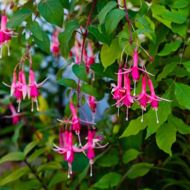 Fuchsia (Fuchsia melezi) bahçede. Morumsu fuşya çiçekleri