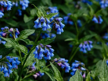 Bahçedeki yaygın kozalak (Symphytum officinale) çiçekleri. Bahçedeki şifalı bitkiler