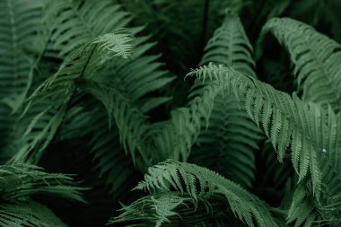 Yeşil tropikal arka planda orman bitkileri. Eğrelti otu yapraklarının arka planı. Eğreltiotu yapraklarının egzotik arkaplanı