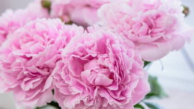 Çiçek açan narin pembe şakayık çiçekleri şenlik arka planı, pastel ve çiçek buketi kartı.