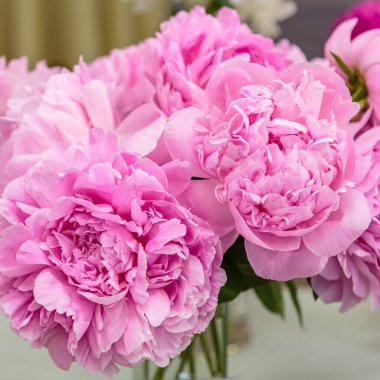 Çiçek açan narin pembe şakayık çiçekleri şenlik arka planı, pastel ve çiçek buketi kartı.