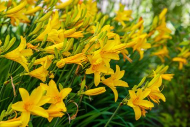 Hemerocallis 'in sarı çiçekleri, Zambak çiçekleri. Çiçekli sarı zambaklar. Çiçek arka planı