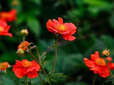 Geum coccineum yazın. Yeşil arka planda Geum coccineum 'un kırmızı çiçekleri. Bahçedeki kırmızı çiçekler