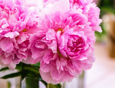 Çiçek açan narin şakayık çiçekleri şenlikli arka plan, pastel ve yumuşak buket çiçekli kart