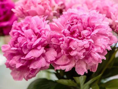 Çiçek açan narin şakayık çiçekleri şenlikli arka plan, pastel ve yumuşak buket çiçekli kart