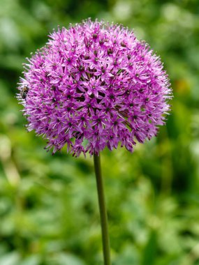 Bahçede güneşli bir günde çiçek açan mor alyan çiçekleri (allium giganteum). Bahçıvanlık konsepti, soğan yetiştirme...