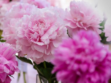 Çiçek açan narin şakayık çiçekleri şenlikli arka plan, pastel ve yumuşak buket çiçekli kart