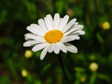 Papatya çiçekleri. Oxeye papatya, Leucanthemum vulgare, Papatya, Dox-eye, Common papatya, Dog papatya, Moon papatya. Bahçe konsepti
