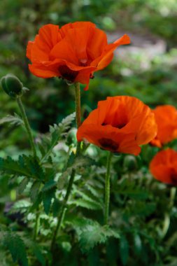 Doğulu gelincik çiçeği. Papaver oryantasyonu bahçedeki muhteşem bir bitkidir.