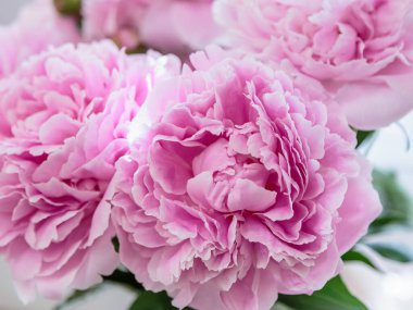 Çiçek açan narin pembe şakayık çiçekleri şenlik arka planı, pastel ve çiçek buketi kartı.