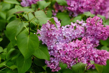 Güzel leylak çiçekleri. Leylak patlıyor. Dekoratif ve çiçek açan çalılar peyzaj tasarımı. Kopyalama alanı olan yaz ya da bahar arkaplanı