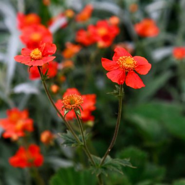 Geum coccineum yazın. Yeşil arka planda Geum coccineum 'un kırmızı çiçekleri. Bahçedeki kırmızı çiçekler