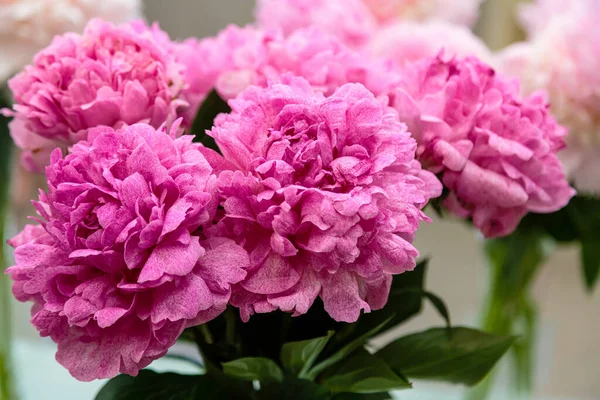 Bloeiende Delicate Pioen Bloeiende Bloemen Feestelijke Achtergrond Pastel Zacht Boeket — Stockfoto