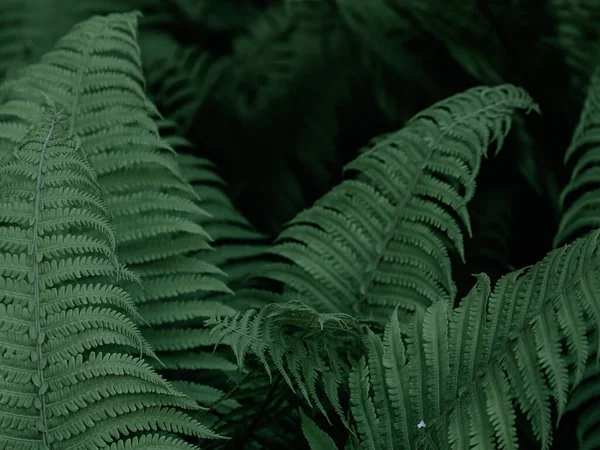 绿色热带背景 丛林植物 蕨叶的背景 蕨类或蕨类叶子的异源背景 — 图库照片