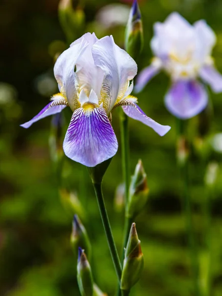 Iris Jarní Zahradě Bílé Fialové Květy Sibiřské Duhovky Přírodním Pozadí — Stock fotografie