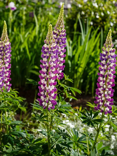 Lupinus Albus Krásné Fialové Modré Divoké Květy Lupinus — Stock fotografie