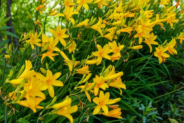 Κίτρινα Λουλούδια Από Hemerocallis Λουλούδια Από Κρίνο Ημέρας Κίτρινους Κρίνους — Φωτογραφία Αρχείου