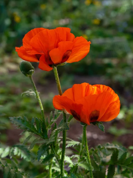 東洋のケシの花 パパベルオリエンタルは庭の壮大な多年生植物です — ストック写真