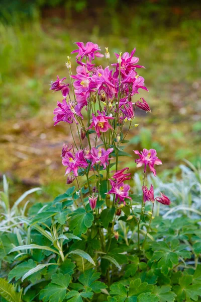 Blooming Purple Allium Flowers Allium Giganteum Sunny Day Garden Concept — Stock Photo, Image