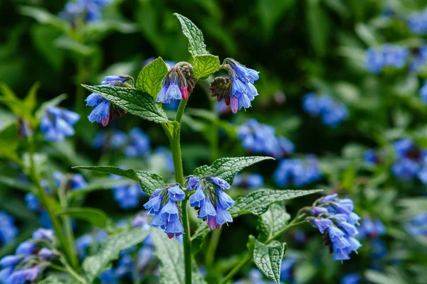 Flowers Common Comfrey Symphytum Officinale Garden Medicinal Plants Garden — Stock Photo, Image