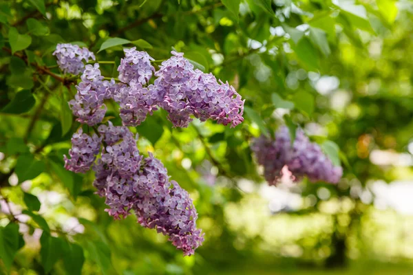 美しいライラックの花 ライラックは活況を呈している 景観デザインの装飾や開花低木 コピースペース付き夏または春の背景 — ストック写真