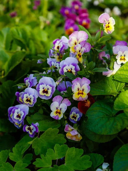 Viola Ett Släkte Blommande Växter Violfamiljen Violaceae Trädgård Pansy Eller — Stockfoto