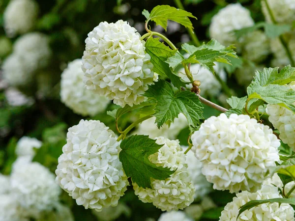 Teste Fiori Viburno Con Palla Neve Cinese Sono Innevate Rosa — Foto Stock