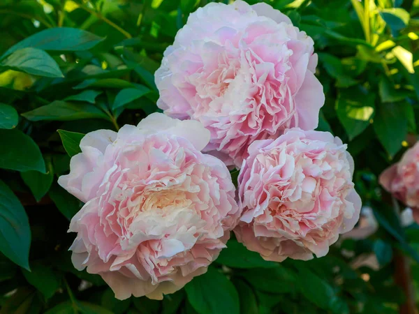 Flor Peonía Rosa Cerca — Foto de Stock