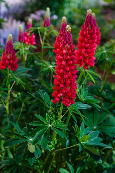 Bloeiende Rode Lupine Bloemen Een Veld Met Lupine Zomerbloemen Natuur — Stockfoto