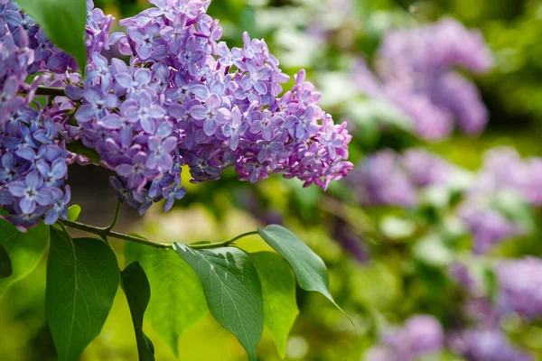 Bellissimi Fiori Lilla Lilla Piena Espansione Arbusti Decorativi Fioriti Nella — Foto Stock