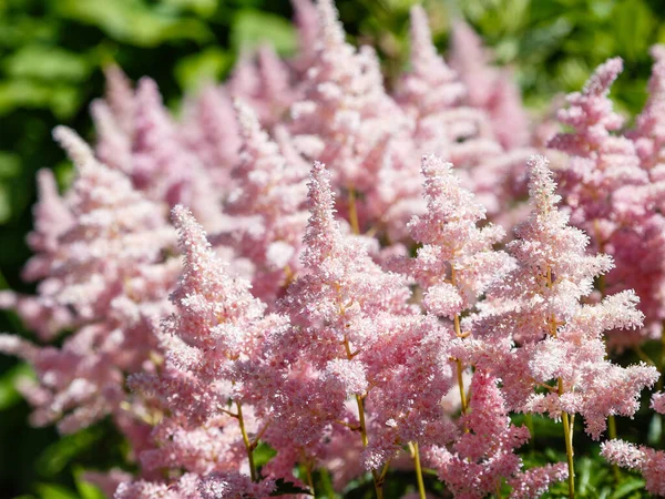 Flores Rosadas Astilbe Japónica Flor Astilbe Japónica Fondo Natural — Foto de Stock