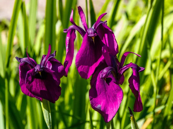漂亮的虹膜花紧密相连 西伯利亚虹膜 Iris Sibirica 光彩夺目 自然美景 — 图库照片