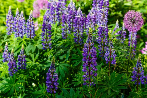 Lupinus albus. Güzel mor ve mavi lupinus çiçekleri