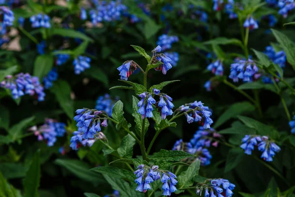 Bahçedeki yaygın kozalak (Symphytum officinale) çiçekleri. Bahçedeki şifalı bitkiler
