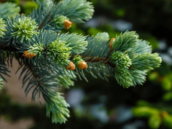 Branches Arbre Noël Arrière Plan Branche Sapin Vert Jeune Branche — Photo