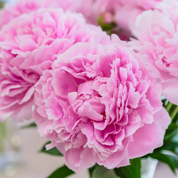 Blossoming Delicate Pink Peony Blooming Flowers Festive Background Pastel Soft — Stock Photo, Image