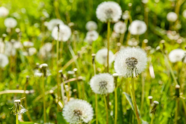 Fondo Con Dientes León Taraxacum Bolas Soplar — Foto de Stock