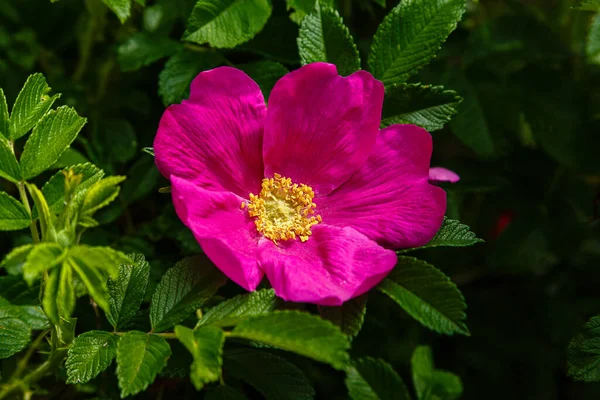 Purple Flower Rosehip Flowers Dog Rose Rosehip Growing Nature — Stock Photo, Image