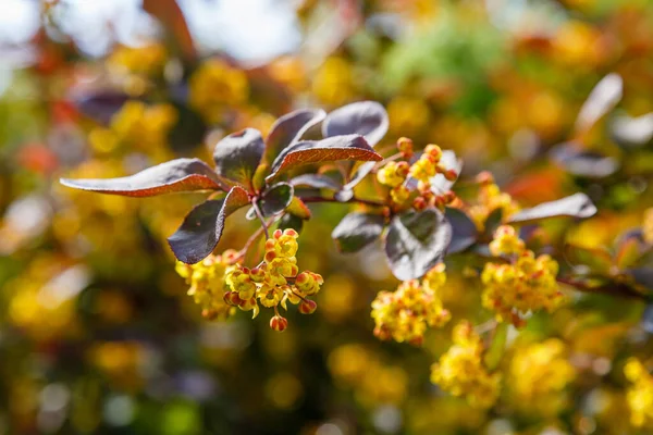 Barberry Flowers Branch Natural Background Summer Garden — Stock Photo, Image