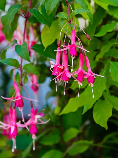 Fuchsia Fuchsia Hybrida Jardim Flores Roxas Fúcsia — Fotografia de Stock