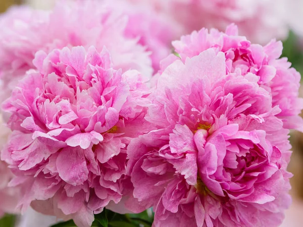 Floração Delicada Peônia Florescendo Flores Fundo Festivo Pastel Bouquet Macio — Fotografia de Stock